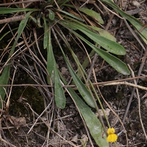 Goodenia bellidifolia subsp. bellidifolia at Manton, NSW - 10 Jan 2025 08:02 AM