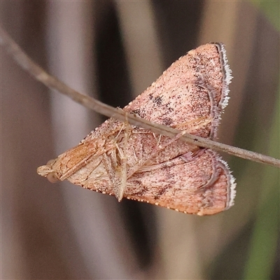 Endotricha pyrosalis (A Pyralid moth (Endotrichinae) at Manton, NSW - 10 Jan 2025 by ConBoekel