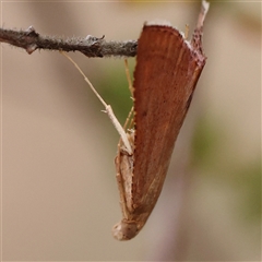 Endotricha pyrosalis at Manton, NSW - 10 Jan 2025 08:07 AM