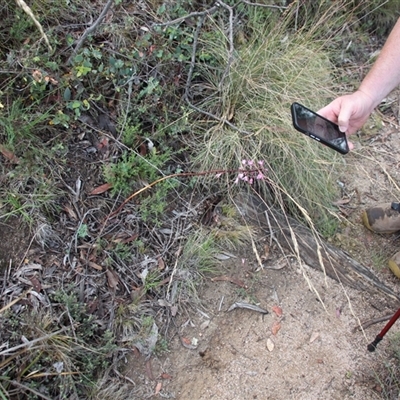 Dipodium roseum (Rosy Hyacinth Orchid) at Rendezvous Creek, ACT - 11 Jan 2025 by VanceLawrence