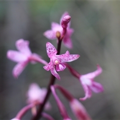 Dipodium roseum at Rendezvous Creek, ACT - suppressed