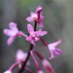 Dipodium roseum at Rendezvous Creek, ACT - suppressed