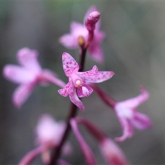 Dipodium roseum at Rendezvous Creek, ACT - suppressed
