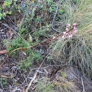 Dipodium roseum at Rendezvous Creek, ACT - suppressed