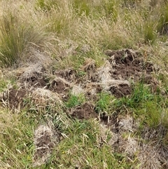 Sus scrofa (Feral Pig) at Rendezvous Creek, ACT - 11 Jan 2025 by VanceLawrence