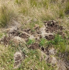 Sus scrofa (Pig (feral)) at Rendezvous Creek, ACT - 11 Jan 2025 by VanceLawrence