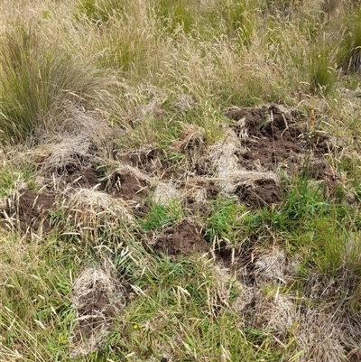 Sus scrofa (Feral Pig) at Rendezvous Creek, ACT - 11 Jan 2025 by VanceLawrence