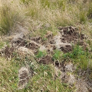 Sus scrofa at Rendezvous Creek, ACT - 11 Jan 2025