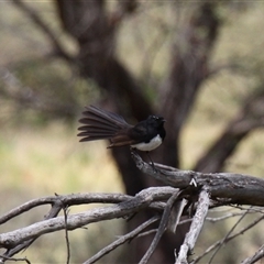 Rhipidura leucophrys (Willie Wagtail) at Rendezvous Creek, ACT - 11 Jan 2025 by VanceLawrence