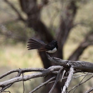 Rhipidura leucophrys at Rendezvous Creek, ACT - 11 Jan 2025 10:37 AM