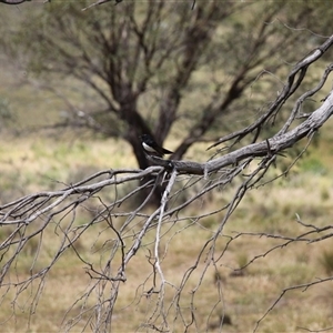 Rhipidura leucophrys at Rendezvous Creek, ACT - 11 Jan 2025 10:37 AM