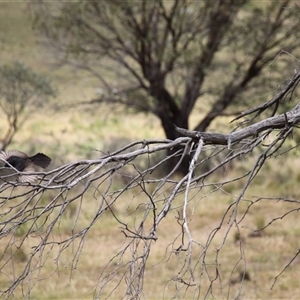 Rhipidura leucophrys at Rendezvous Creek, ACT - 11 Jan 2025 10:37 AM