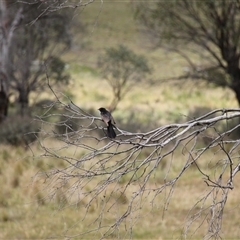 Rhipidura leucophrys at Rendezvous Creek, ACT - 11 Jan 2025 10:37 AM