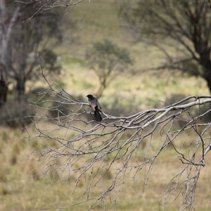 Rhipidura leucophrys at Rendezvous Creek, ACT - 11 Jan 2025 10:37 AM