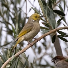 Ptilotula penicillata (White-plumed Honeyeater) at Balranald, NSW - 2 Jun 2022 by AlisonMilton