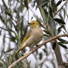 Ptilotula penicillata at Balranald, NSW - 2 Jun 2022