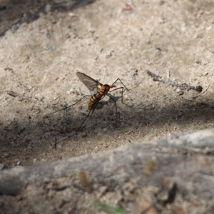 Leptotarsus (Leptotarsus) clavatus at Rendezvous Creek, ACT - 11 Jan 2025 11:25 AM