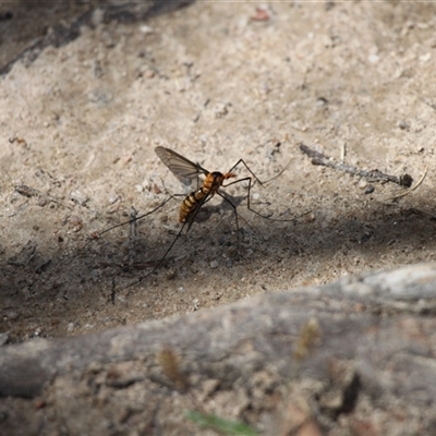 Leptotarsus (Leptotarsus) clavatus (A crane fly) at Rendezvous Creek, ACT - 11 Jan 2025 by VanceLawrence