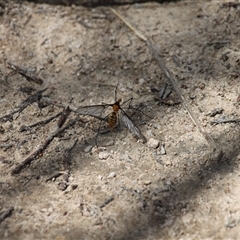 Leptotarsus (Leptotarsus) clavatus at Rendezvous Creek, ACT - 11 Jan 2025 11:25 AM