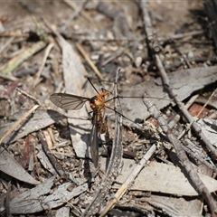 Leptotarsus (Leptotarsus) clavatus at Rendezvous Creek, ACT - 11 Jan 2025 11:25 AM