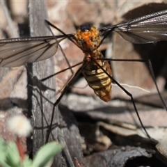 Leptotarsus (Leptotarsus) clavatus at Rendezvous Creek, ACT - 11 Jan 2025