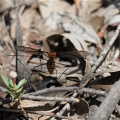 Leptotarsus (Leptotarsus) clavatus at Rendezvous Creek, ACT - 11 Jan 2025 11:25 AM