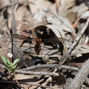 Leptotarsus (Leptotarsus) clavatus at Rendezvous Creek, ACT - 11 Jan 2025