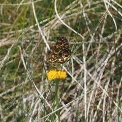 Oreixenica lathoniella at Cotter River, ACT - 15 Dec 2024 by RAllen