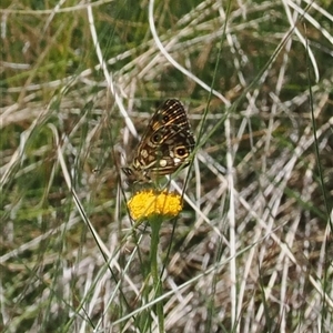 Oreixenica lathoniella at Cotter River, ACT by RAllen