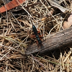 Diamma bicolor (Blue ant, Bluebottle ant) at Rendezvous Creek, ACT - 11 Jan 2025 by VanceLawrence