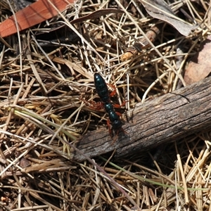 Diamma bicolor (Blue ant, Bluebottle ant) at Rendezvous Creek, ACT by VanceLawrence