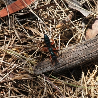 Diamma bicolor (Blue ant, Bluebottle ant) at Rendezvous Creek, ACT - 11 Jan 2025 by VanceLawrence