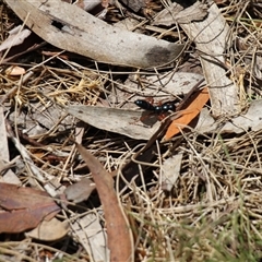 Diamma bicolor at Rendezvous Creek, ACT - 11 Jan 2025 11:40 AM