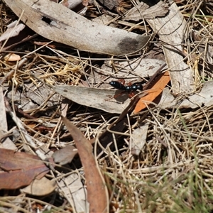 Diamma bicolor at Rendezvous Creek, ACT - 11 Jan 2025 11:40 AM