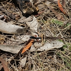 Diamma bicolor at Rendezvous Creek, ACT - 11 Jan 2025