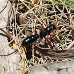 Diamma bicolor at Rendezvous Creek, ACT - 11 Jan 2025 11:40 AM