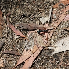 Diamma bicolor at Rendezvous Creek, ACT - 11 Jan 2025