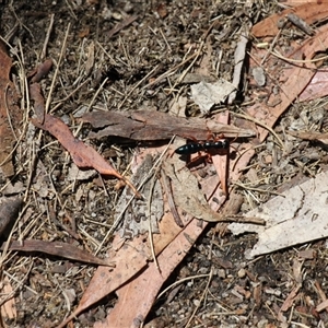 Diamma bicolor at Rendezvous Creek, ACT - 11 Jan 2025 11:40 AM