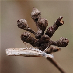 Culladia cuneiferellus (Crambinae moth) at Manton, NSW - 9 Jan 2025 by ConBoekel