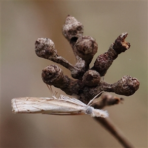 Culladia cuneiferellus (Crambinae moth) at Manton, NSW by ConBoekel