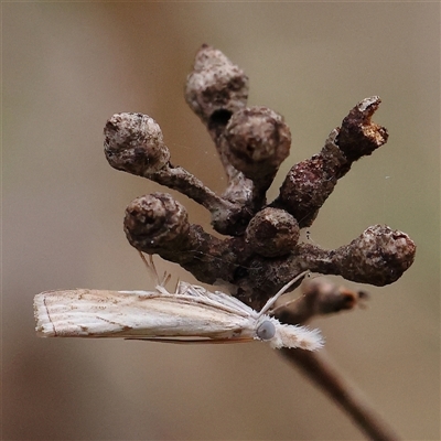 Culladia cuneiferellus (Crambinae moth) at Manton, NSW - 9 Jan 2025 by ConBoekel