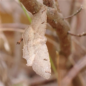 Dissomorphia australiaria (Dashed Geometrid, Ennominae) at Manton, NSW by ConBoekel