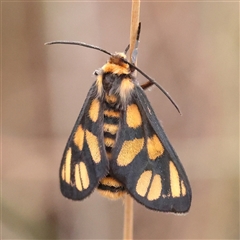 Amata (genus) (Handmaiden Moth) at Manton, NSW - 10 Jan 2025 by ConBoekel