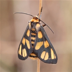 Amata (genus) (Handmaiden Moth) at Manton, NSW - 9 Jan 2025 by ConBoekel