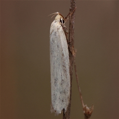 Oecophoridae (family) (Unidentified Oecophorid concealer moth) at Manton, NSW - 10 Jan 2025 by ConBoekel
