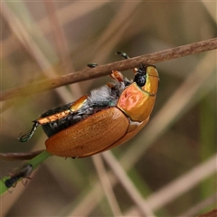 Anoplognathus sp. (genus) at Manton, NSW - 9 Jan 2025 by ConBoekel