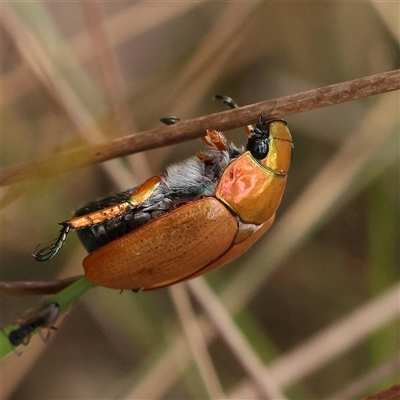 Anoplognathus sp. (genus) (Unidentified Christmas beetle) at Manton, NSW - 10 Jan 2025 by ConBoekel