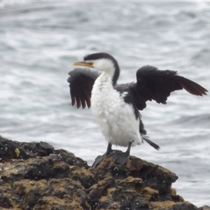 Microcarbo melanoleucos (Little Pied Cormorant) at Mystery Bay, NSW by MatthewFrawley