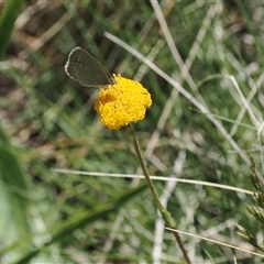 Craspedia aurantia var. aurantia at Cotter River, ACT - 14 Dec 2024 by RAllen