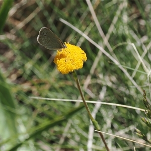 Craspedia aurantia var. jamesii (Large Alpine Buttons) at Cotter River, ACT by RAllen